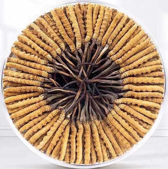 额敏冬虫夏草回收